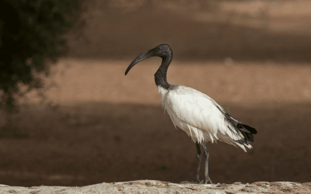 Ibis