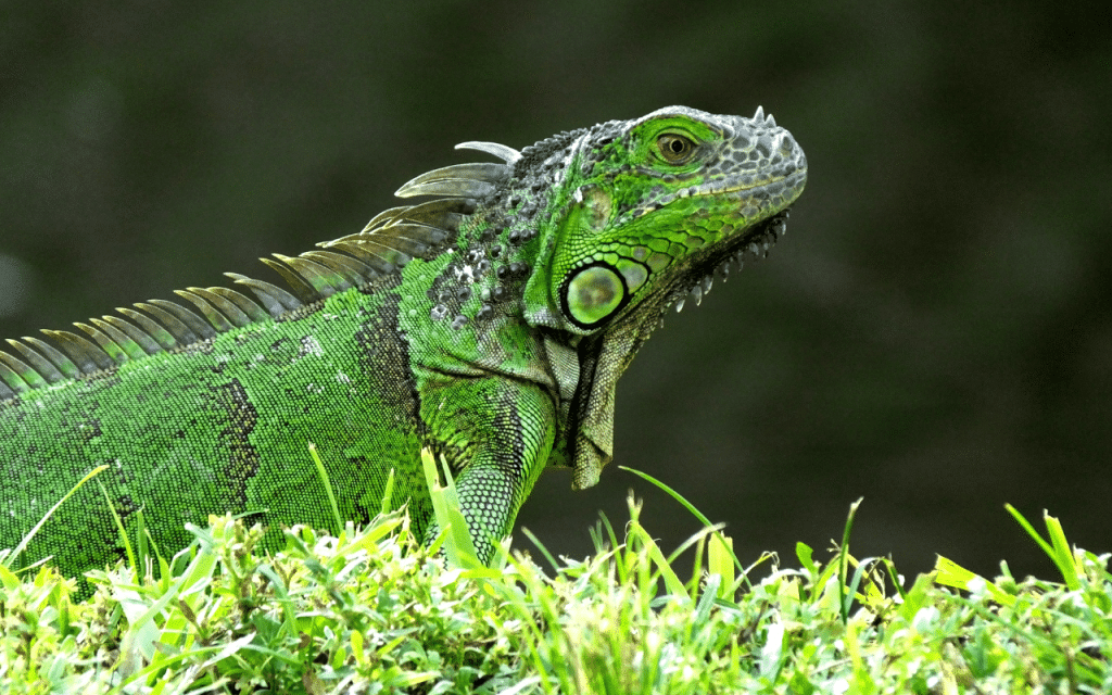 Iguane vert