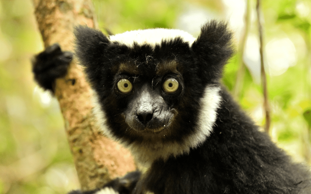 Indri
