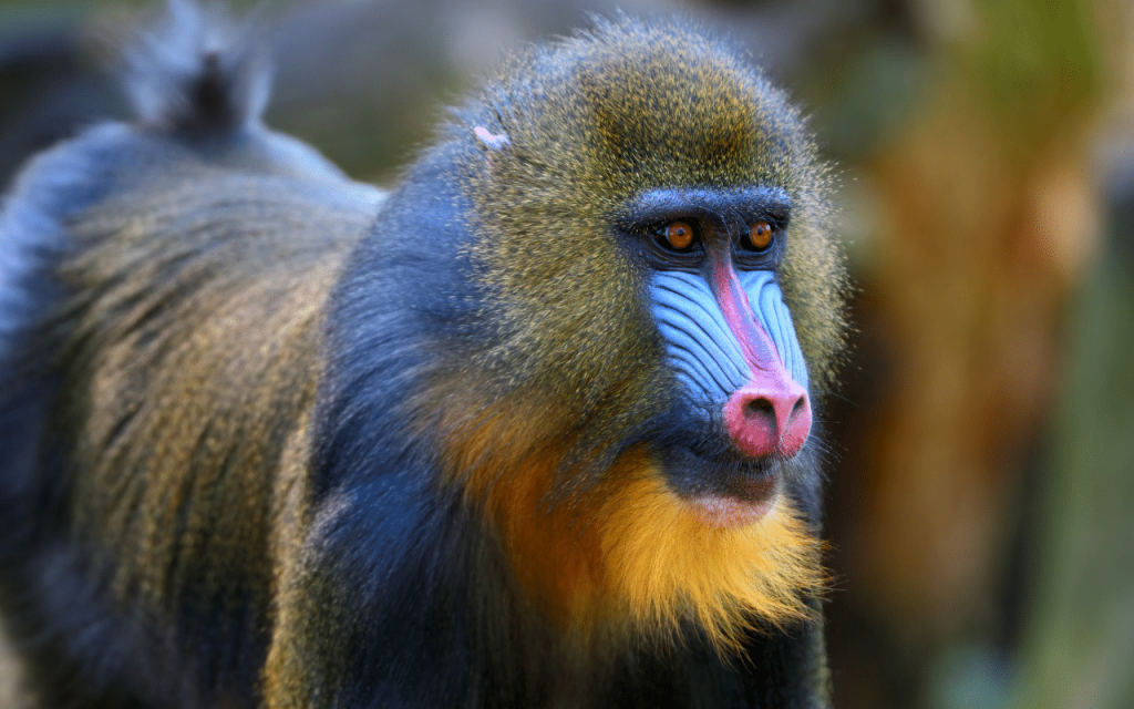 Le mandrill