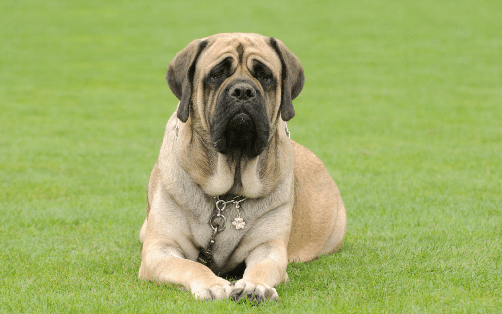 Le mastiff