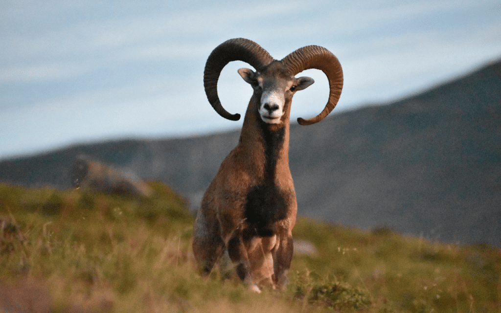 Le mouflon