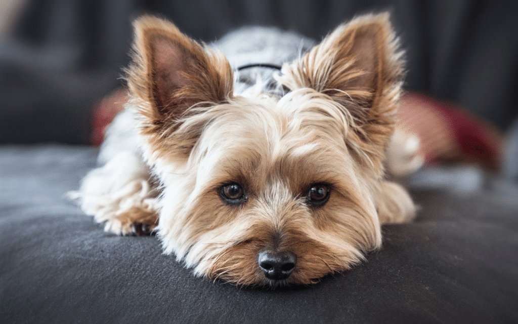 Yorkshire terrier