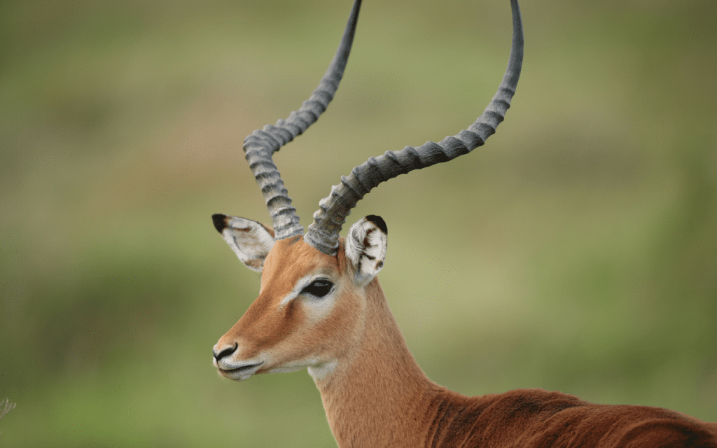 Impala