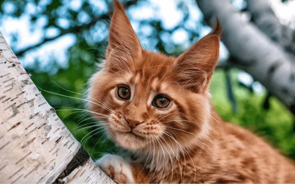 Maine coon roux