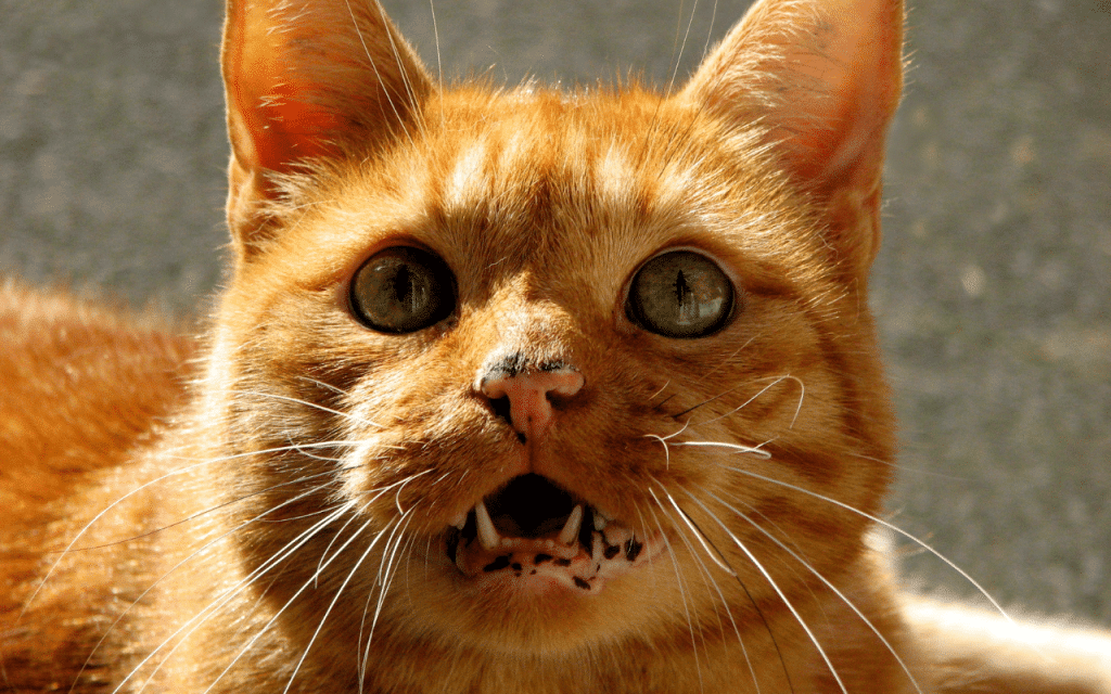Miaulement chat