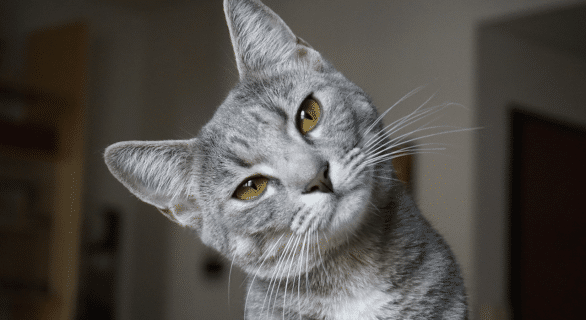 Nom de chat original et court