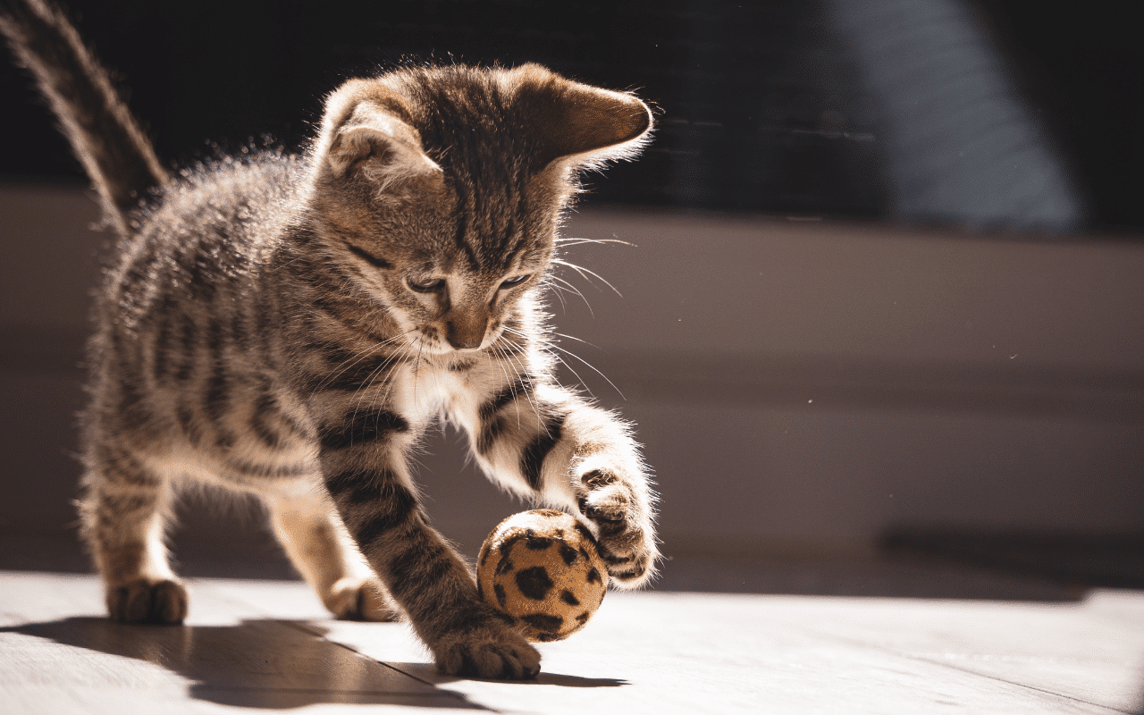 Nom de chats originaux