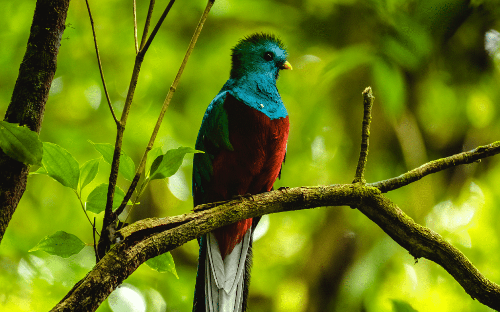 Quetzal
