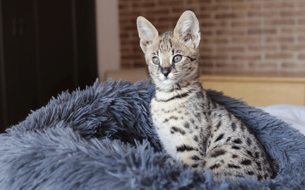 Savannah