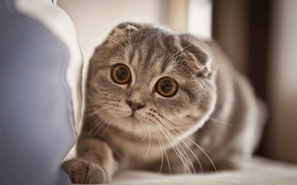 Scottish Fold