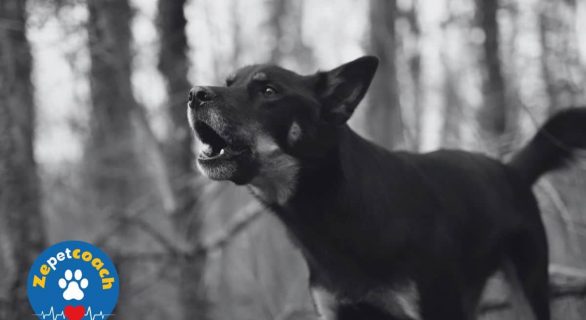 chien qui aboie la nuit