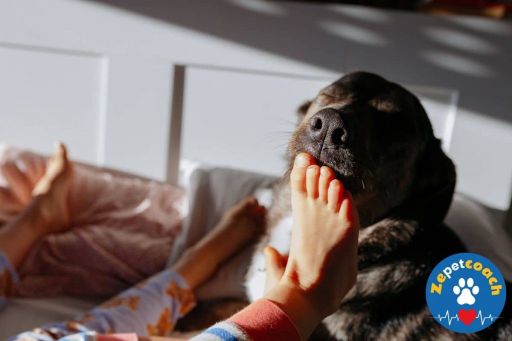 chien qui lèche les pieds