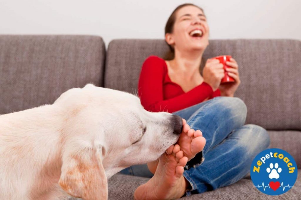 chien qui lèche les pieds pour attirer l'attention