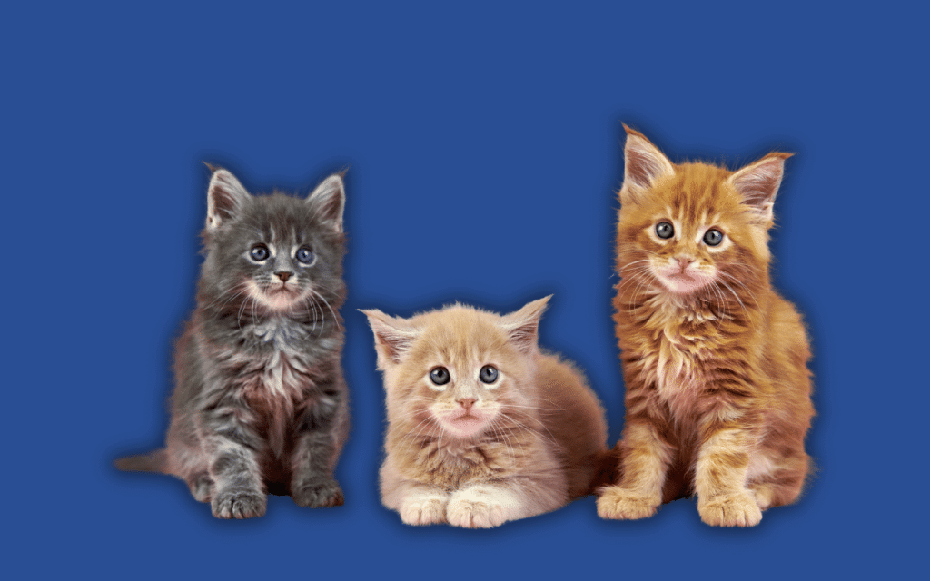 Couleur maine coon