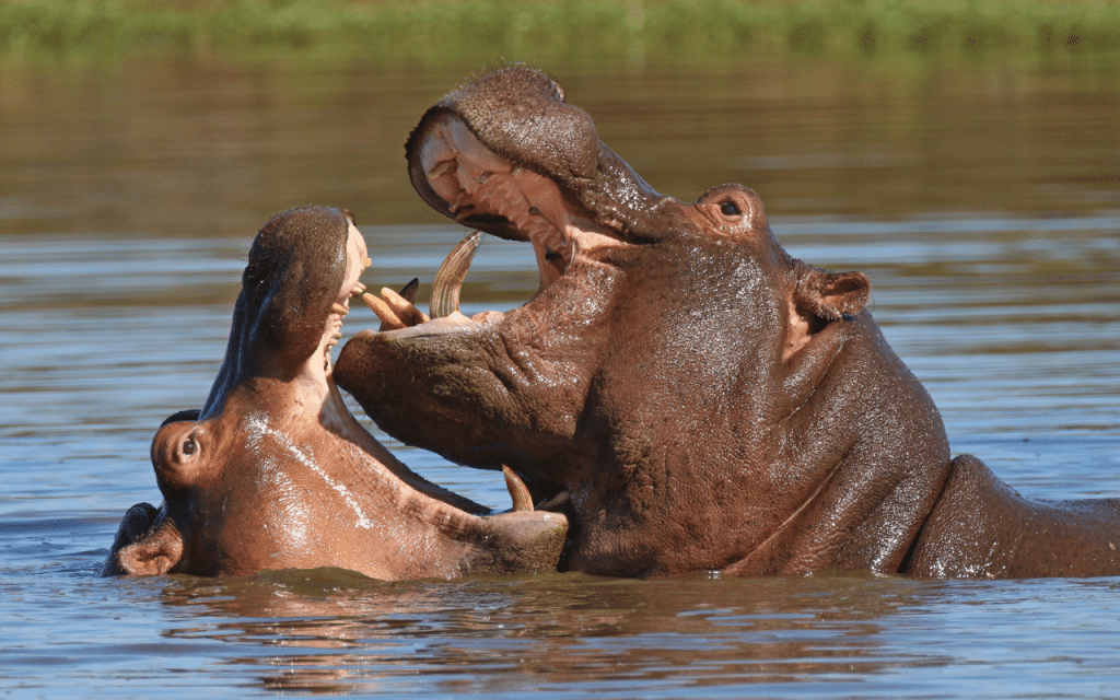 Hippopotames