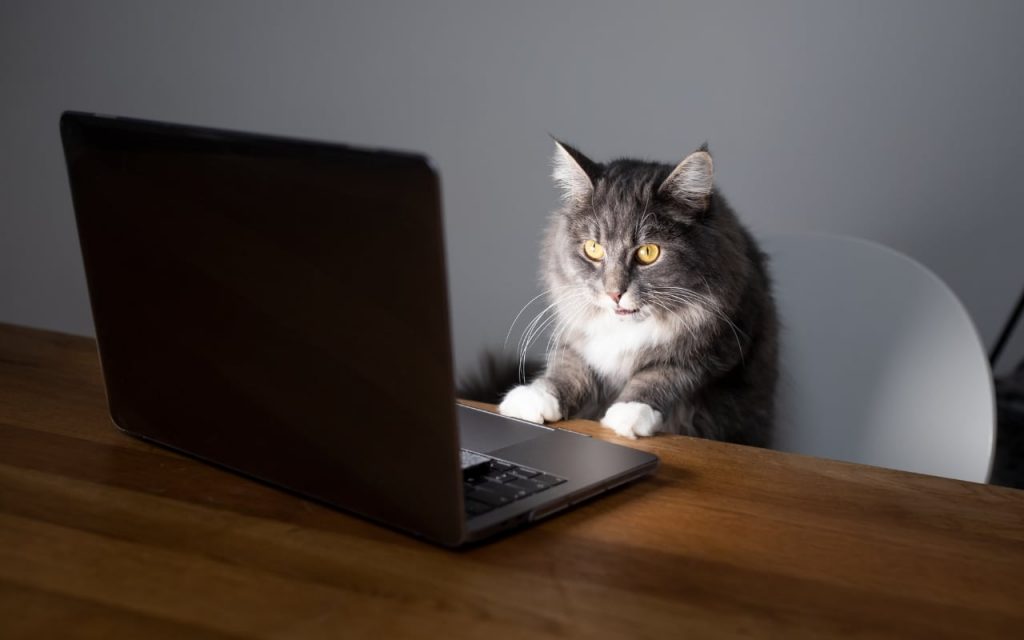 Année chat lettre