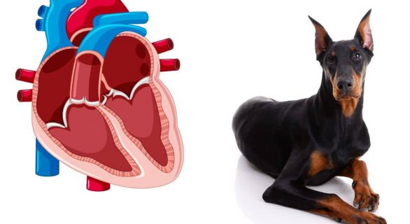 cardiomyopathie dilatée (CMD) du chien