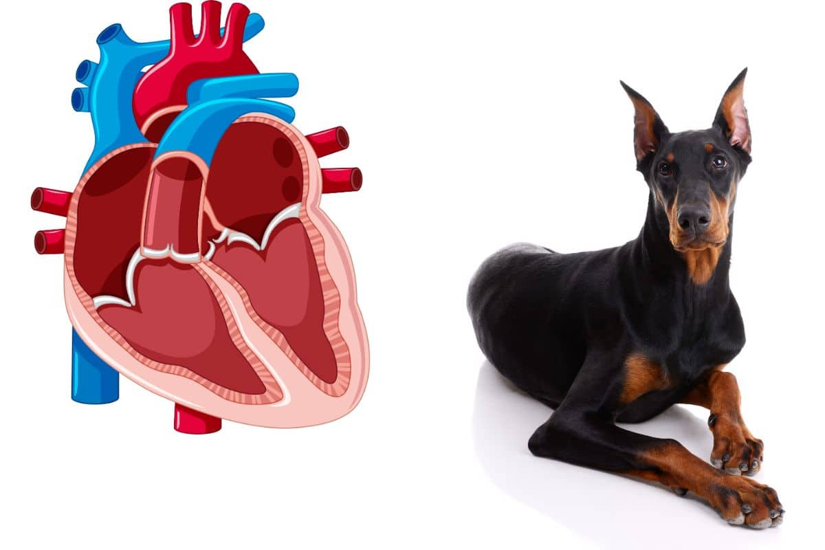 cardiomyopathie dilatée (CMD) du chien