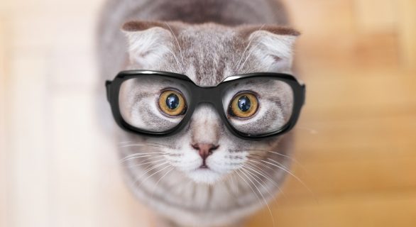 Comment les chats voient les humains