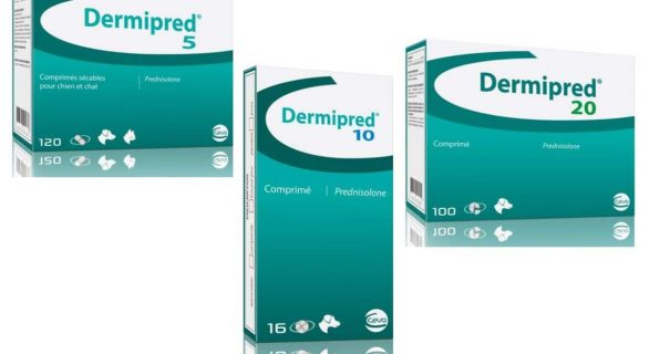 Dermipred® chiens et chats, un corticoïde pour traiter les inflammations courantes