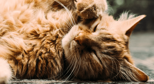 chat-puce