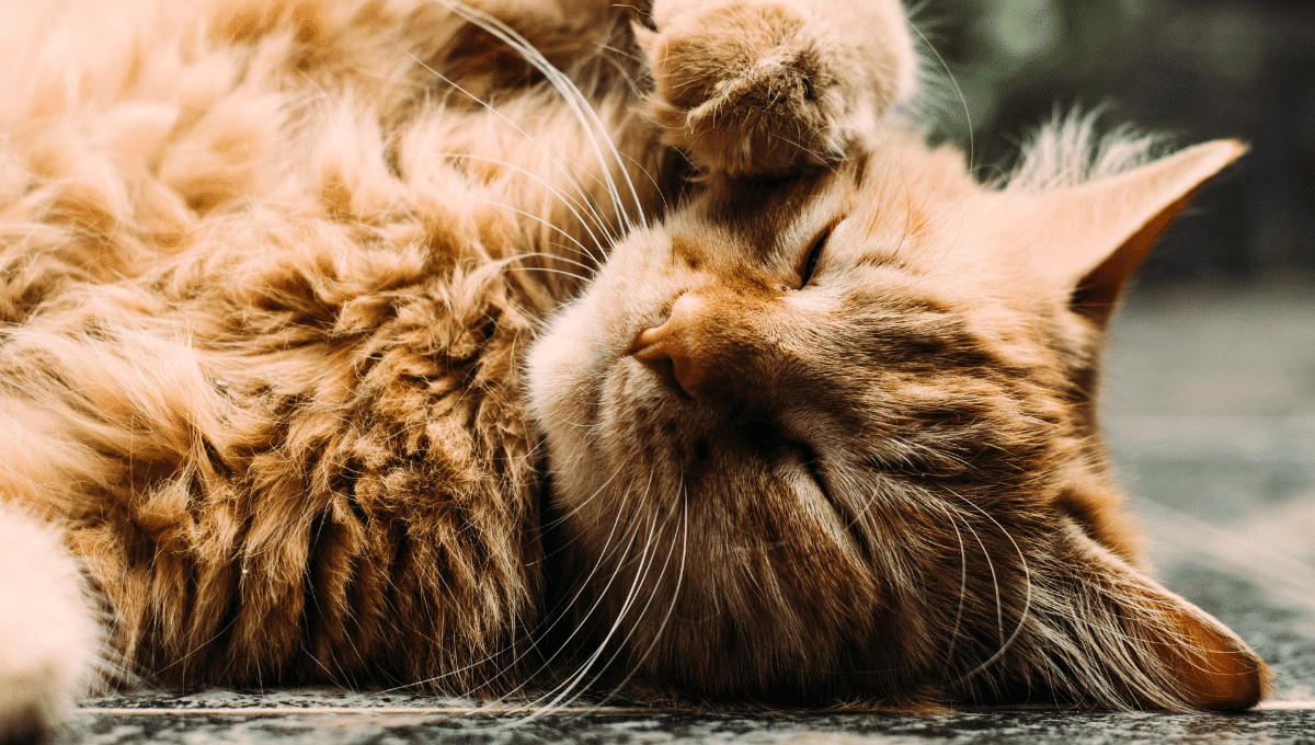 chat-puce