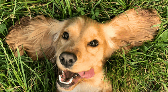 Chien