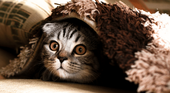 Chat