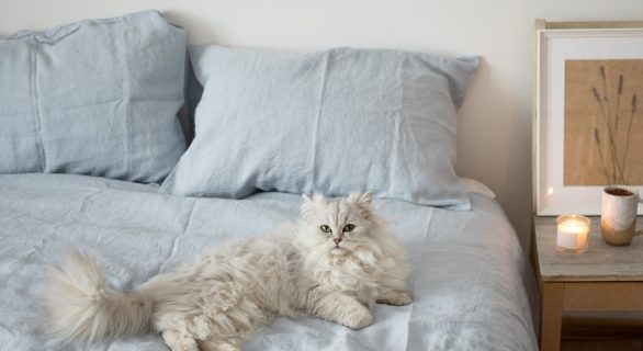 Mon chat fait pipi sur mon lit quand je dors