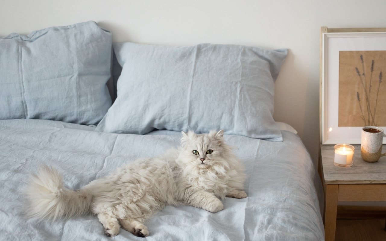 Mon chat fait pipi sur mon lit quand je dors