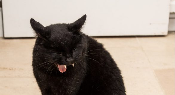 Mon chat tousse comme s'il allait vomir