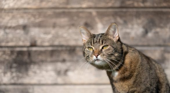 chat qui marque son territoire