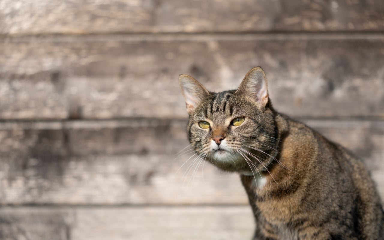 chat qui marque son territoire