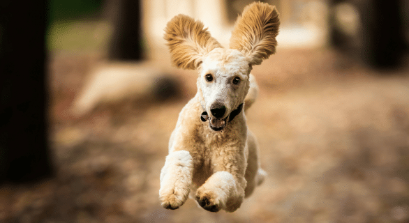 chiot-qui-saute