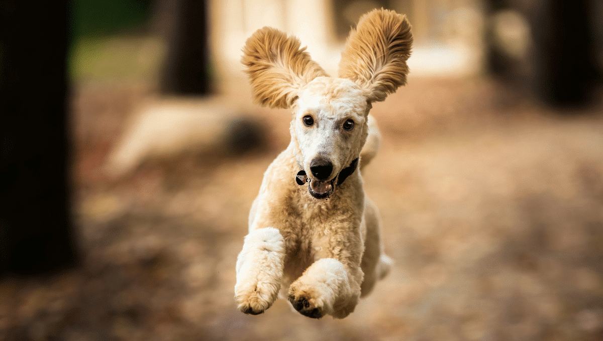 chiot-qui-saute