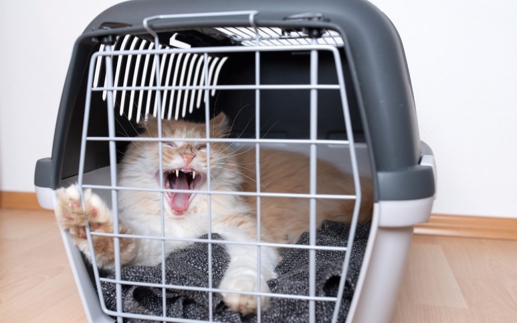 comment mettre un chat agressif dans une caisse de transport