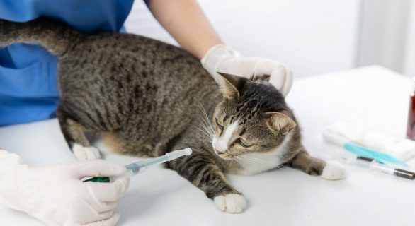 impossible d'emmener mon chat chez le vétérinaire