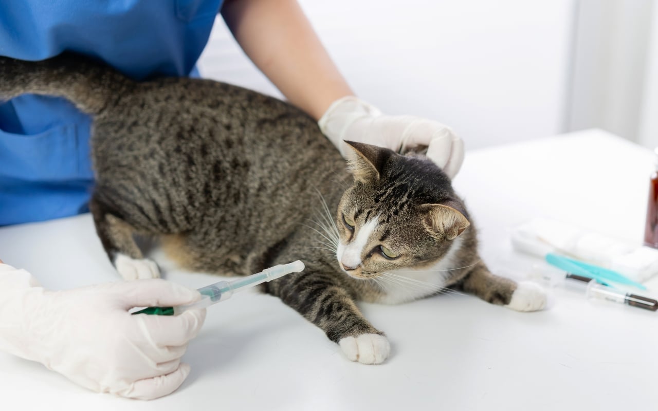 impossible d'emmener mon chat chez le vétérinaire