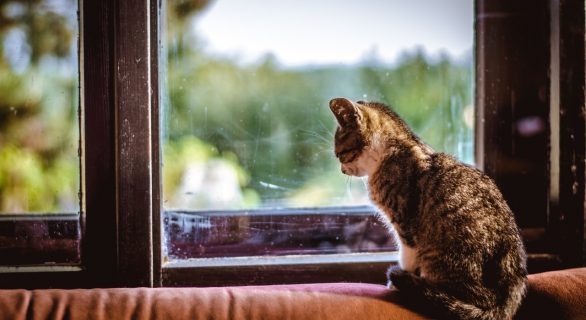 je culpabilise de laisser mon chat seul