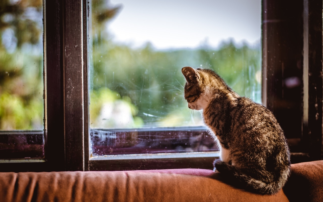 je culpabilise de laisser mon chat seul