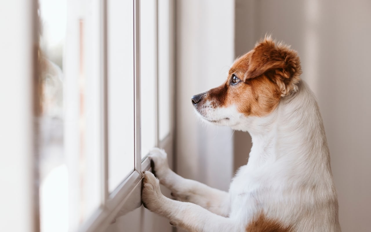 je culpabilise de laisser mon chien seul