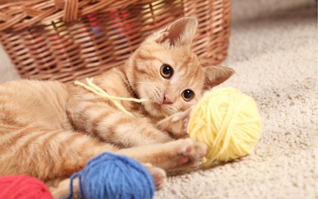 jeux d'occupation chat