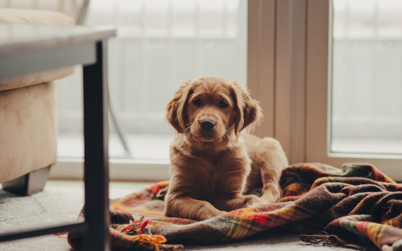 lettre chien 2025