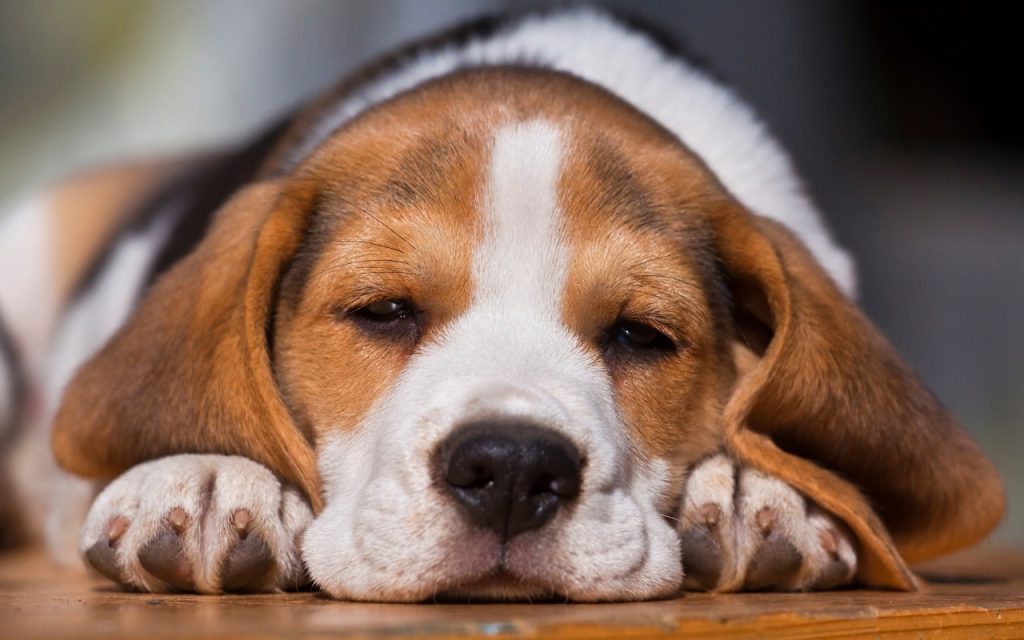 lettre prénom chien 2025