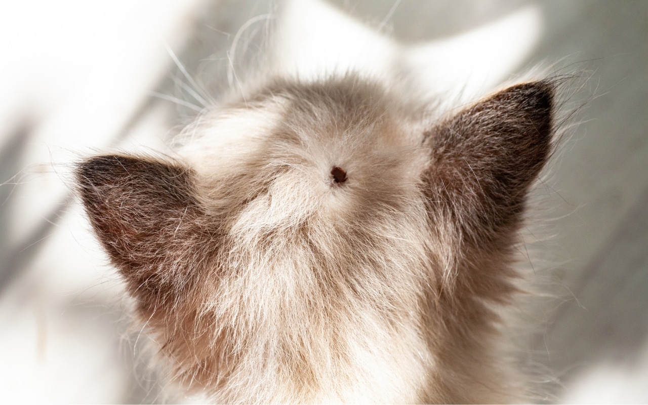 tique chat tombe tout seul