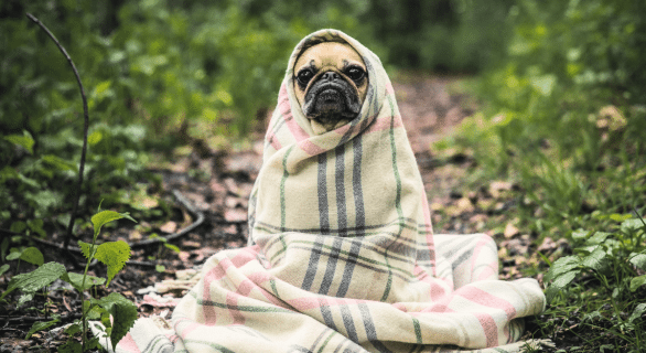 chien-hiver