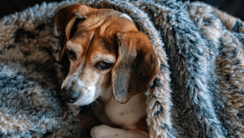 stress-du-chien