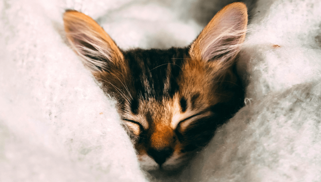 chat-malade-hiver
