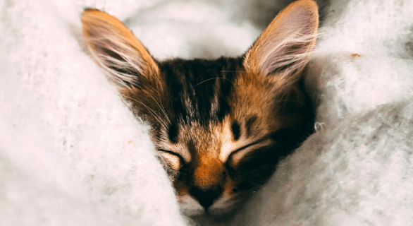 chat-malade-hiver
